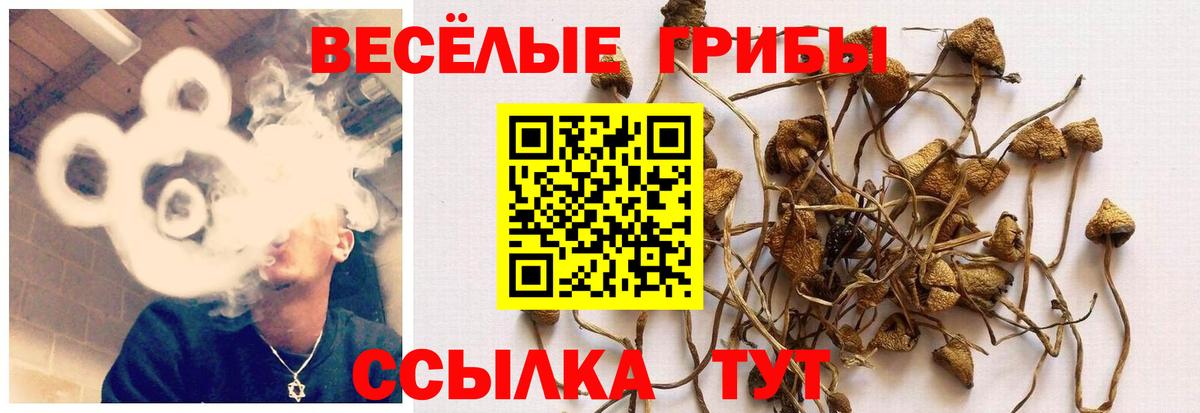 купить наркотик  Псилоцибиновые грибы Psilocybine cubensis  Нижнекамск  Вход с VPN  Псилоцибиновые грибы прущие грибы 